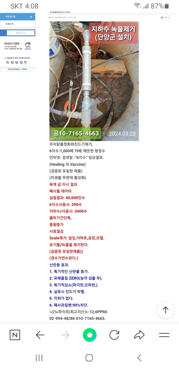 닭에게6각수급이후현상. 1